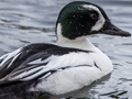 Common Goldeneye x Smew hybrid